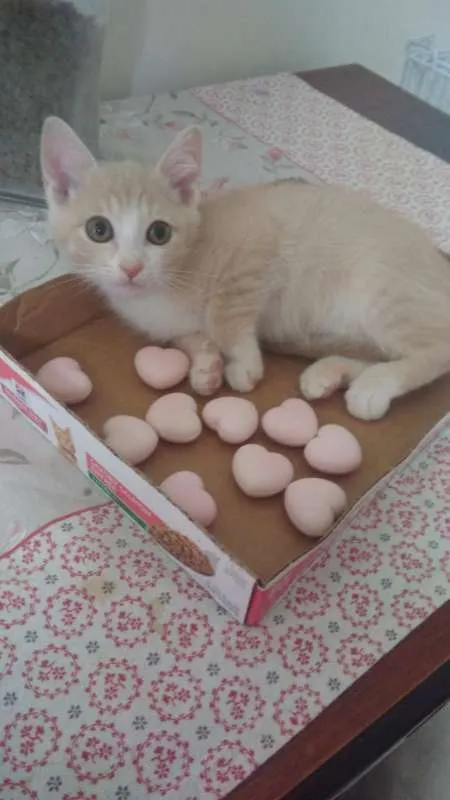 Gato ra a SRD idade 2 a 6 meses nome Paçoca