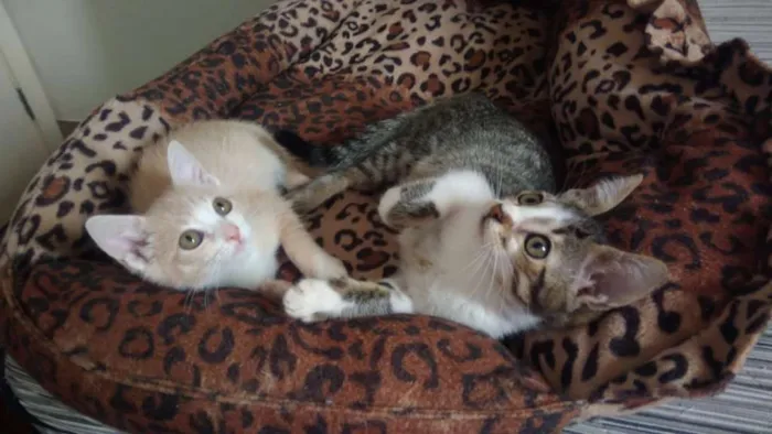 Gato ra a SRD idade 2 a 6 meses nome Paçoca
