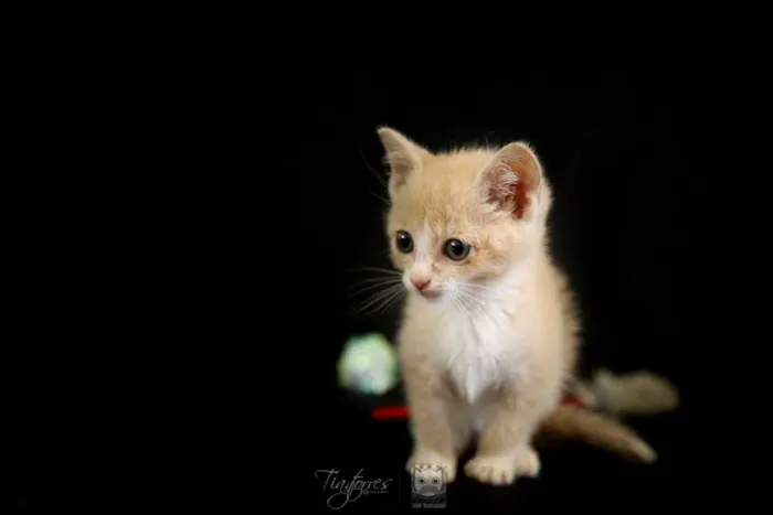 Gato ra a SRD idade 2 a 6 meses nome Paçoca