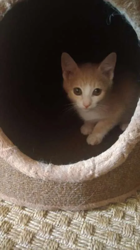 Gato ra a SRD idade 2 a 6 meses nome Paçoca