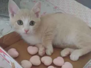 Gato raça SRD idade 2 a 6 meses nome Paçoca