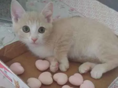 Gato ra a SRD idade 2 a 6 meses nome Paçoca