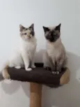 Mila e Anne