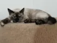 Mila e Anne