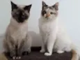 Mila e Anne