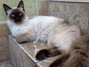 Gato raça Siamês idade 2 a 6 meses nome Chico e Bento