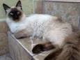 Chico e Bento