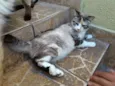 Bela