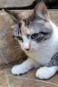 Bela
