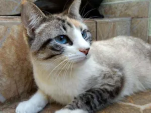 Gato raça Siamês idade 7 a 11 meses nome Bela