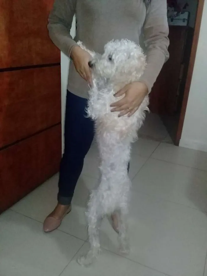 Cachorro ra a Srd idade 2 a 6 meses nome Diego