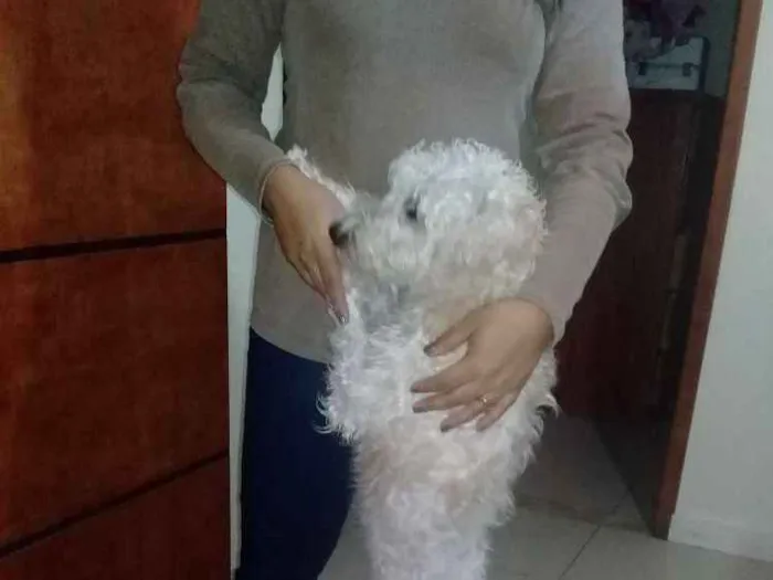 Cachorro ra a Srd idade 2 a 6 meses nome Diego