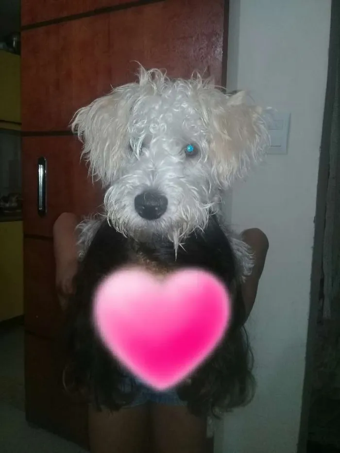 Cachorro ra a Srd idade 2 a 6 meses nome Diego