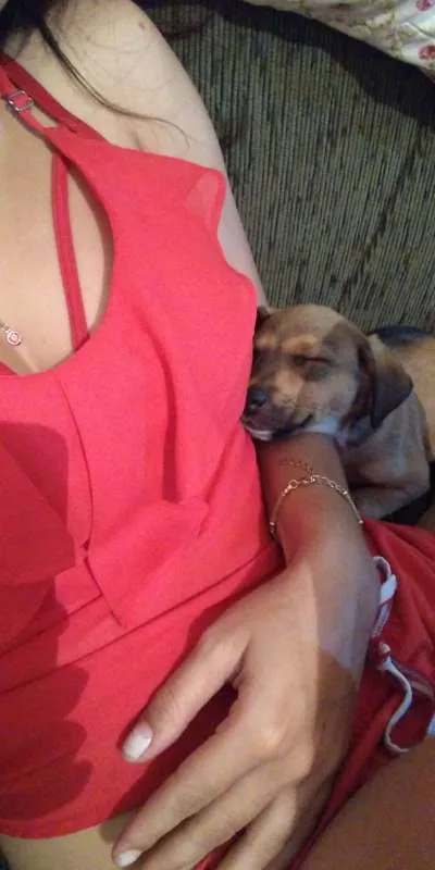Cachorro ra a SRD idade 2 a 6 meses nome Catharina