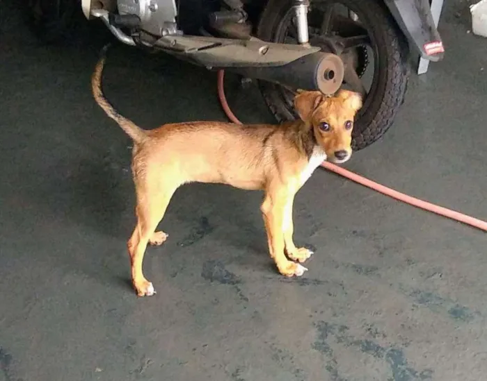 Cachorro ra a SRD idade 2 a 6 meses nome Catharina