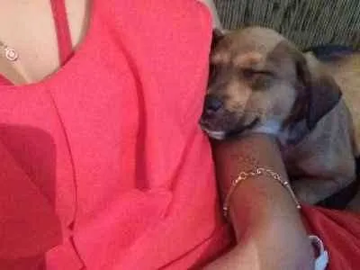 Cachorro ra a SRD idade 2 a 6 meses nome Catharina