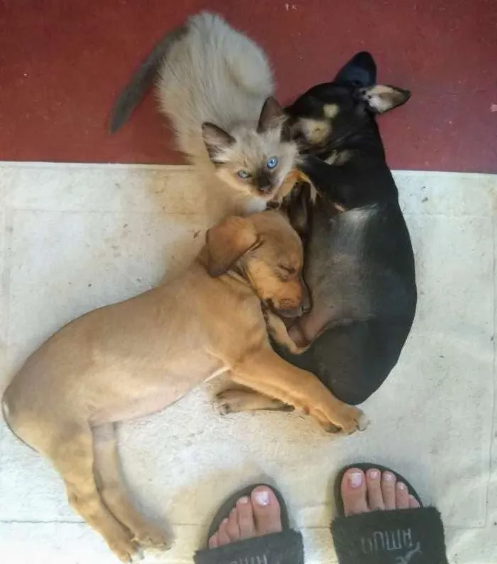 Gato ra a Siamês idade 2 a 6 meses nome Du