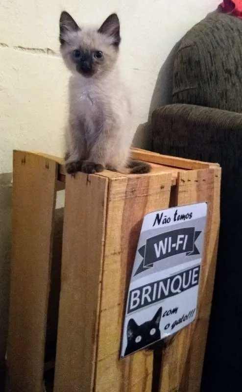 Gato ra a Siamês idade 2 a 6 meses nome Du