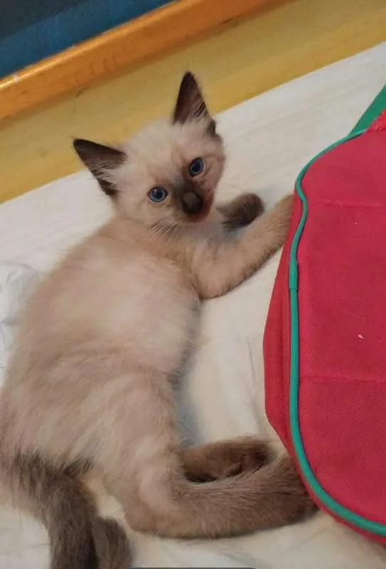 Gato ra a Siamês idade 2 a 6 meses nome Du