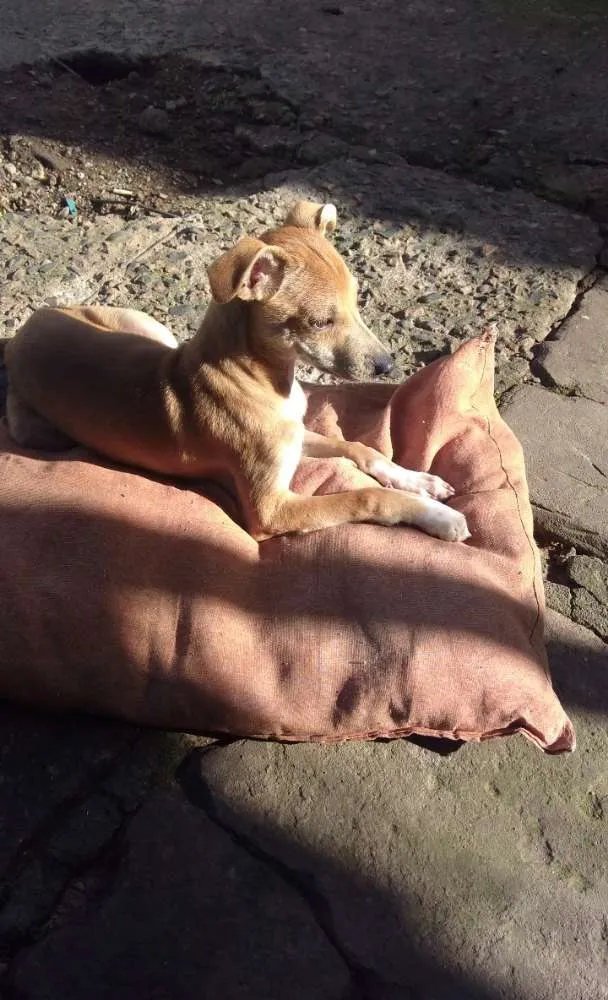 Cachorro ra a Indefinida  idade 2 a 6 meses nome Sushi 