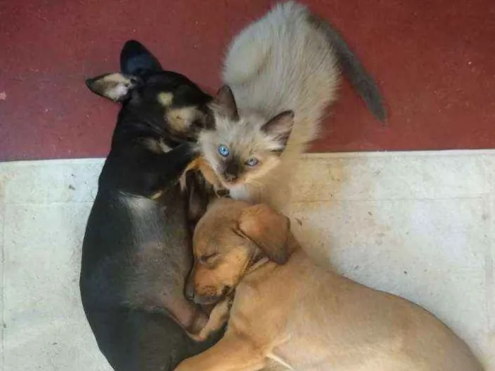 Gato ra a Siamês idade 2 a 6 meses nome Du