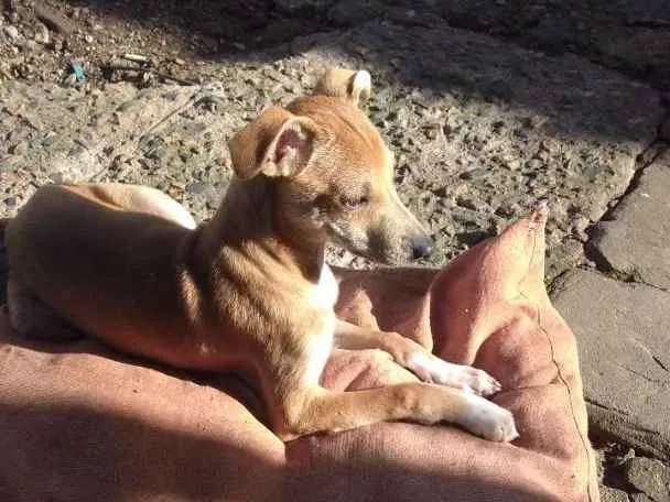 Cachorro ra a Indefinida  idade 2 a 6 meses nome Sushi 