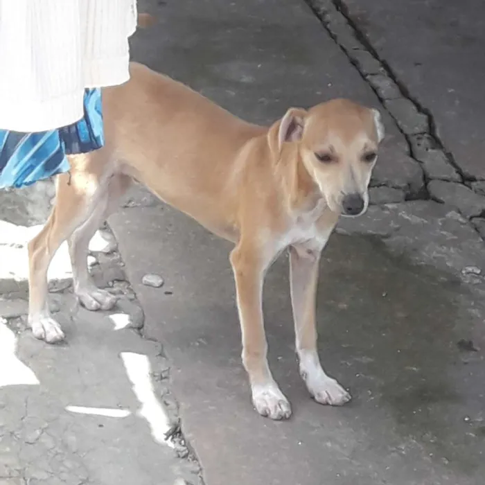 Cachorro ra a Indefinida  idade 2 a 6 meses nome Sushi 