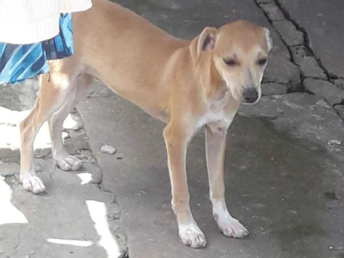 Cachorro ra a Indefinida  idade 2 a 6 meses nome Sushi 