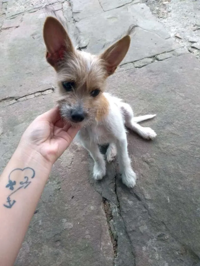 Cachorro ra a Indefinida  idade 2 a 6 meses nome Dione