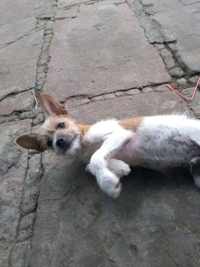 Cachorro ra a Indefinida  idade 2 a 6 meses nome Dione
