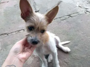 Cachorro raça Indefinida  idade 2 a 6 meses nome Dione