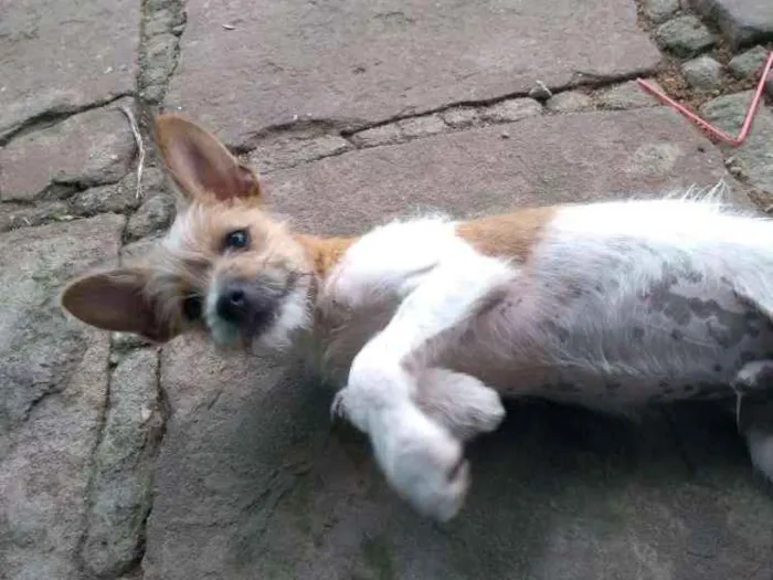 Cachorro ra a Indefinida  idade 2 a 6 meses nome Dione