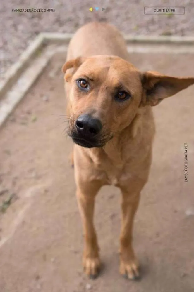 Cachorro raça SRD idade 4 anos nome Marrom