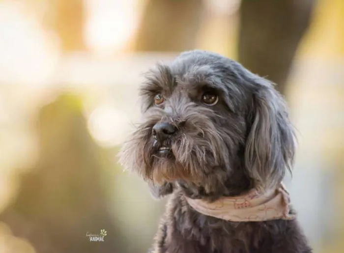 Cachorro raça SRD idade 6 ou mais anos nome Lady