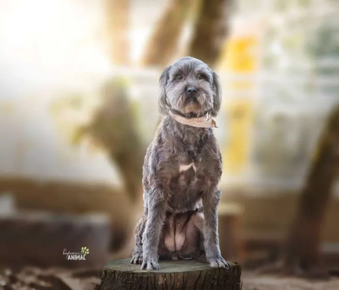 Cachorro raça SRD idade 6 ou mais anos nome Lady