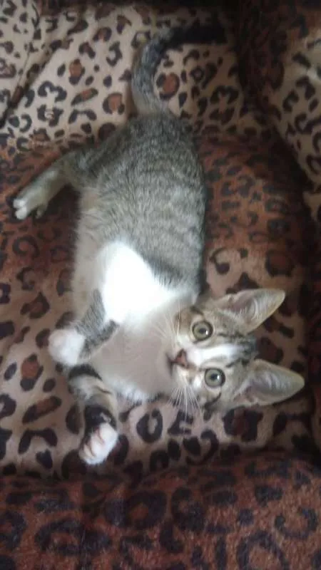 Gato ra a SRD idade 2 a 6 meses nome Louis