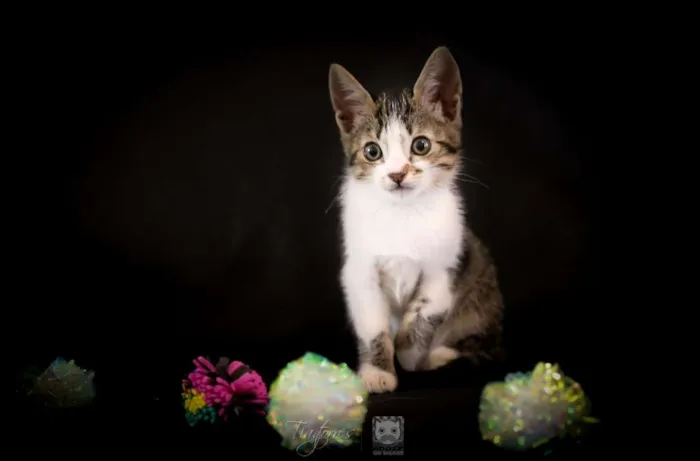 Gato ra a SRD idade 2 a 6 meses nome Louis