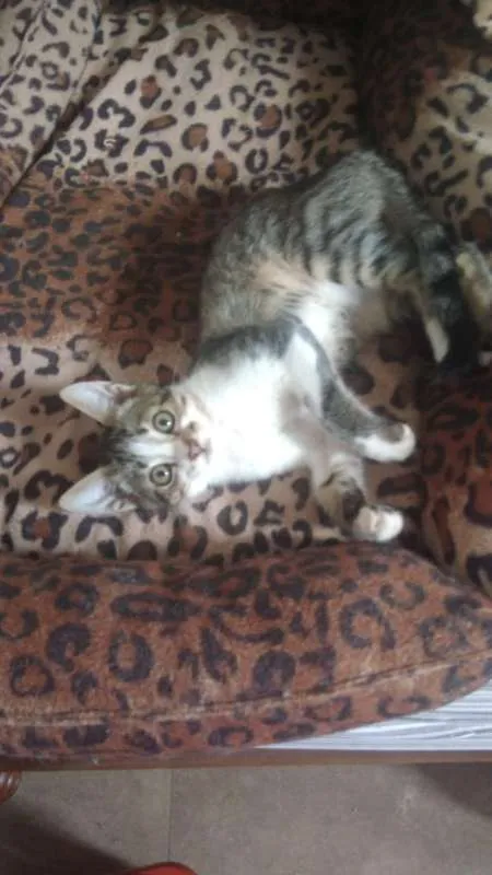 Gato ra a SRD idade 2 a 6 meses nome Louis