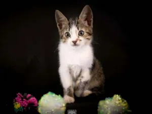 Gato raça SRD idade 2 a 6 meses nome Louis