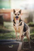 Princesa