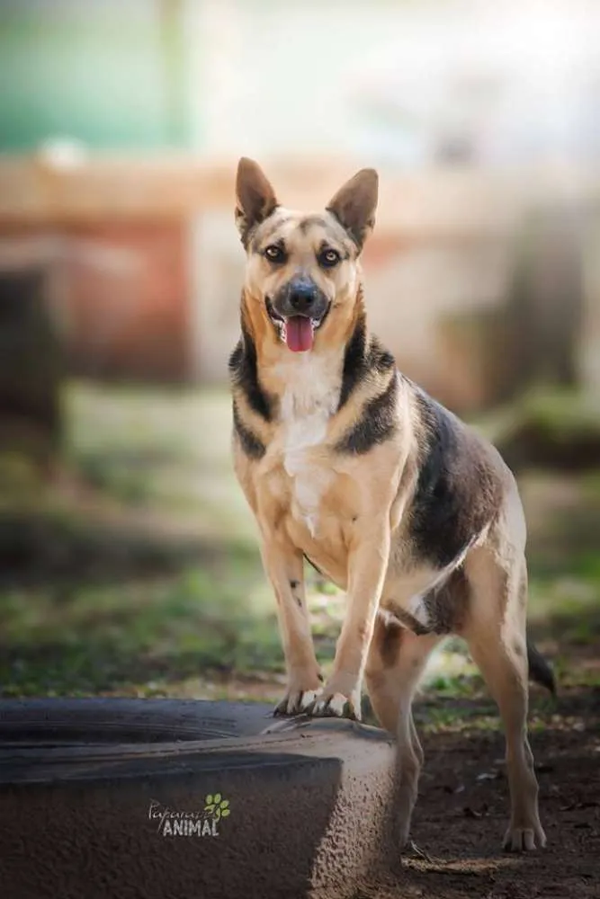 Cachorro raça SRD idade 4 anos nome Princesa