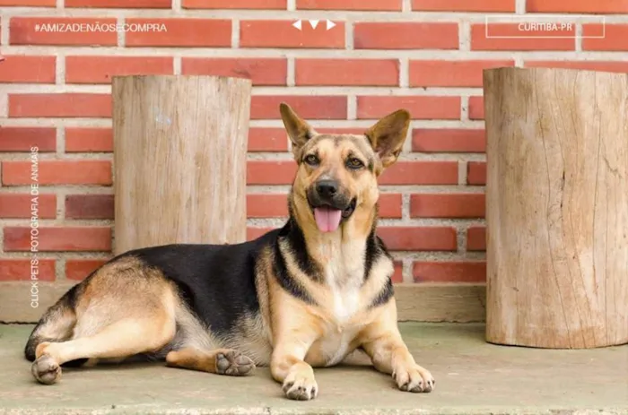 Cachorro raça SRD idade 4 anos nome Princesa