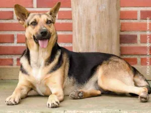 Cachorro raça SRD idade 4 anos nome Princesa