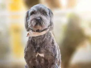 Cachorro raça SRD idade 6 ou mais anos nome Lady