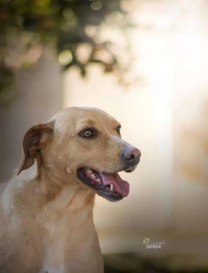 Cachorro raça SRD idade 4 anos nome Sasha