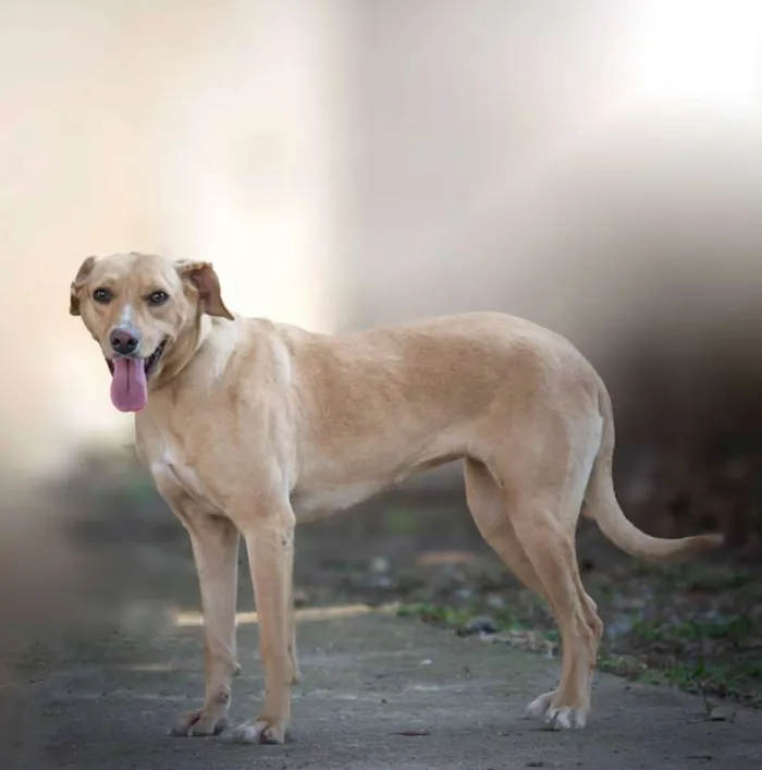 Cachorro raça SRD idade 4 anos nome Sasha