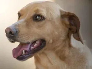 Cachorro raça SRD idade 4 anos nome Sasha