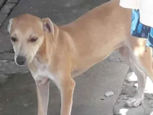Cachorro raça Indefinida  idade 2 a 6 meses nome Sushi 