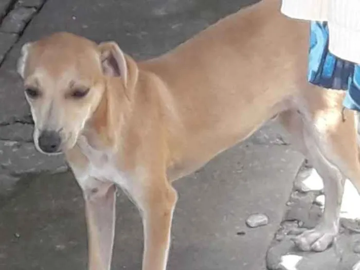 Cachorro ra a Indefinida  idade 2 a 6 meses nome Sushi 