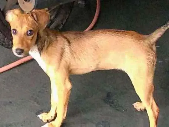 Cachorro ra a SRD idade 2 a 6 meses nome Catharina